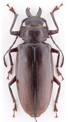 Stenodontes exsertus