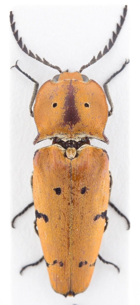 Alaus tricolor
