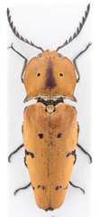 Alaus tricolor