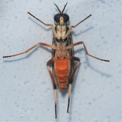 Xylomya pallidifemur