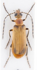 Pseudozonitis marginata