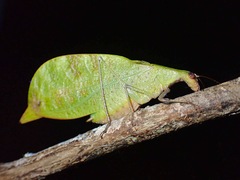 Leptoderes ornatipennis