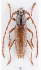 Elaphidion splendidum