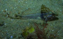 Nesogobius pulchellus