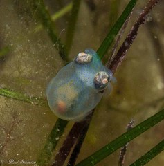 Sepiadarium austrinum