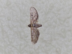 Eupithecia infelix