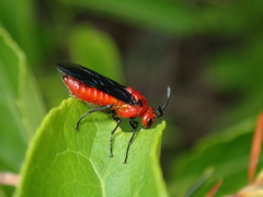 Arge coccinea