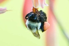 Bombus impatiens image