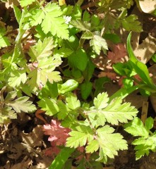 Chaerophyllum nodosum