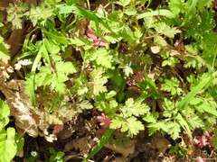 Chaerophyllum nodosum