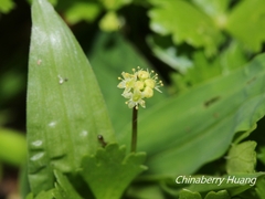 Hydrocotyle batrachium