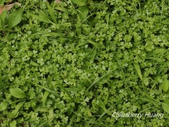 Hydrocotyle batrachium