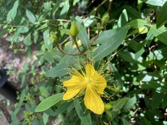 Hypericum monogynum