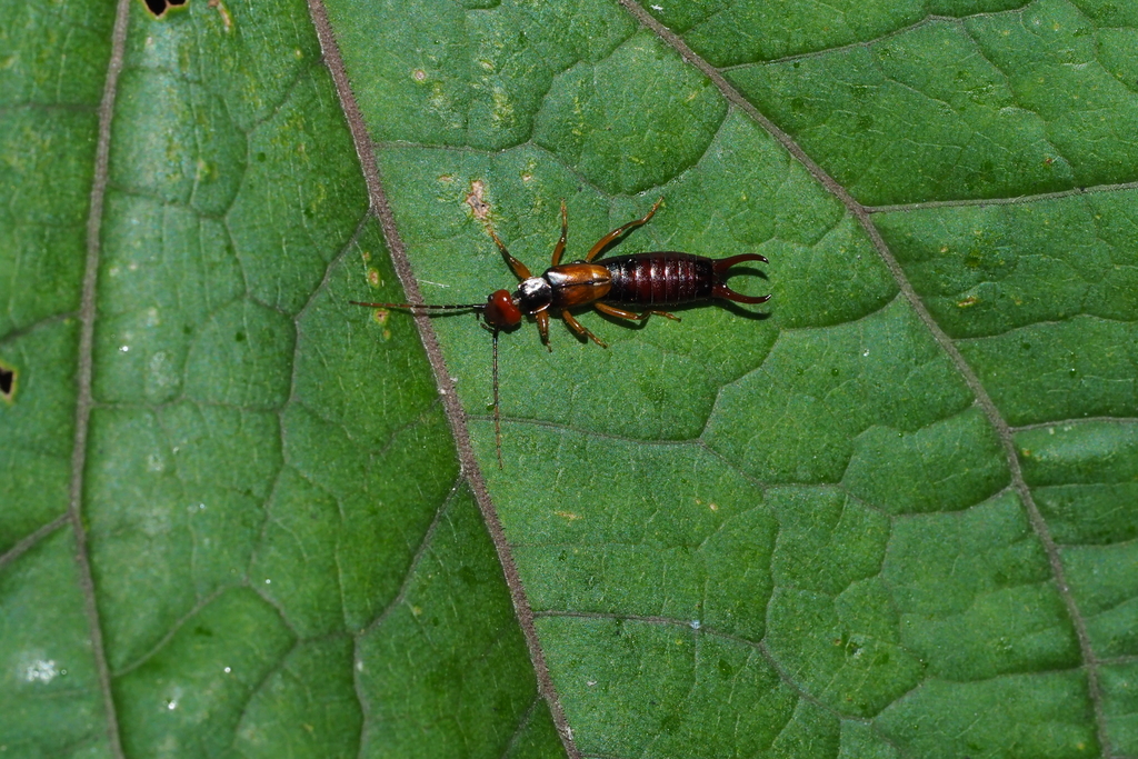 Forficula sinica