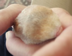 Juliana's Golden Mole photo 3