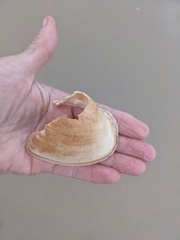 Cucullaea petita