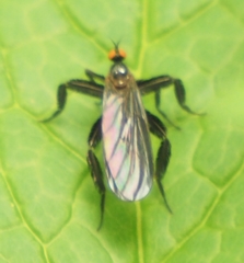Rhamphomyia longicauda