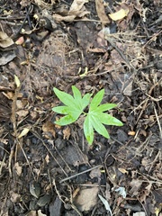 Tilia