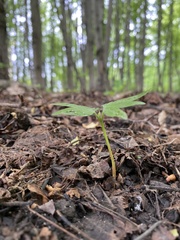 Tilia