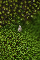 Trichostomum brachydontium
