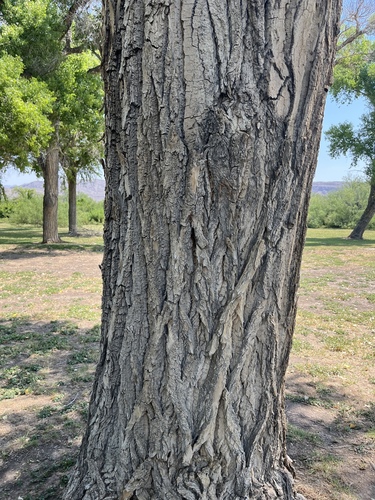 iNaturalist observation 2022-05-29