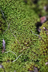 Trichostomum brachydontium