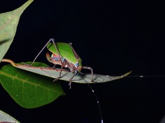 Scambophyllum angustipenne