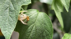 Thomisidae