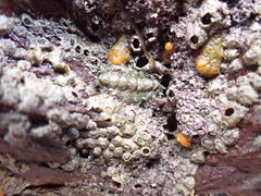 Acanthochitona crinita