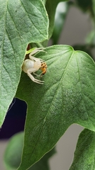 Thomisidae