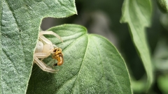 Thomisidae