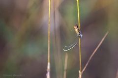 Nemophora albiciliellus