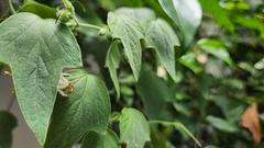 Thomisidae