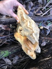 Piptoporus australiensis