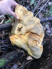 Piptoporus australiensis