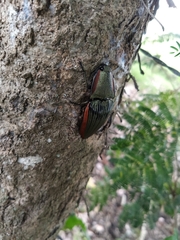 Chalcolepidius eschscholtzi