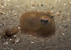 Sepiadarium austrinum