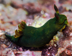 Tambja dracomus