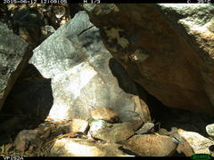 Petrophassa albipennis