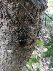 Chalcolepidius eschscholtzi