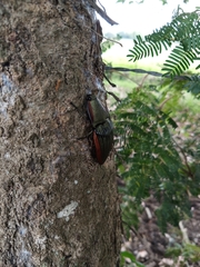 Chalcolepidius eschscholtzi