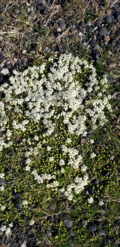 klinčekovité (Caryophyllaceae)