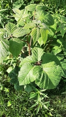 Rubus rosa