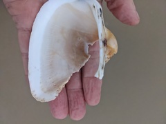 Cucullaea petita