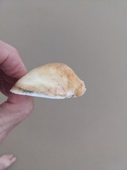 Cucullaea petita