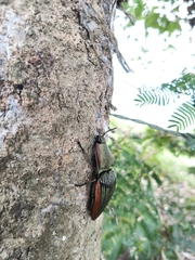 Chalcolepidius eschscholtzi