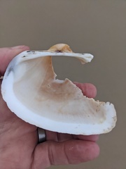 Cucullaea petita