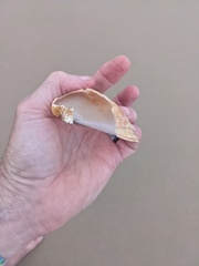 Cucullaea petita