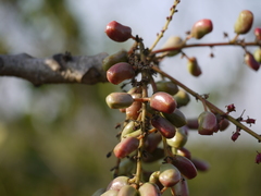 Lannea coromandelica
