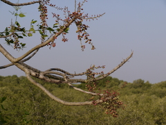 Lannea coromandelica